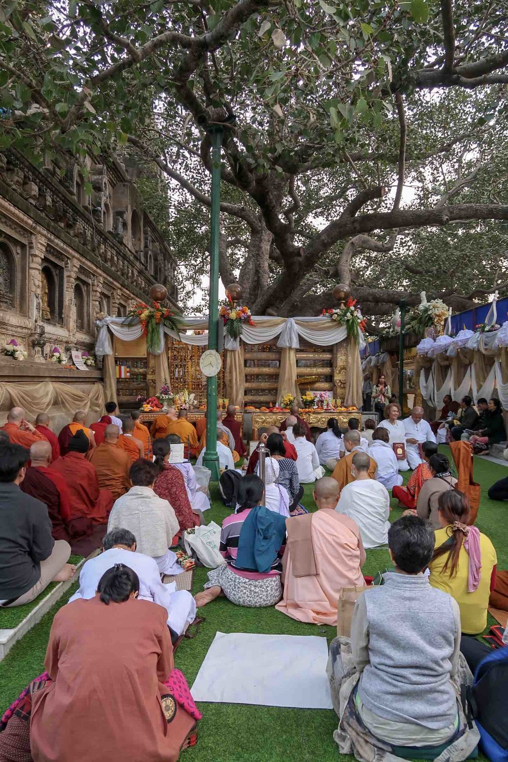 The Sacred Bodhi Tree – Symbol of Awakening